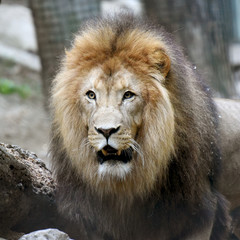 lion