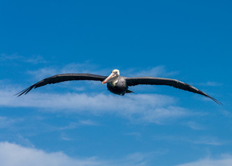 Fototapeta na wymiar Pelican soaring blue sky and clouds