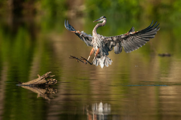 Coming in for the landing