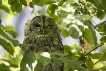 Tawny owl (Strix aluco) winking a eye