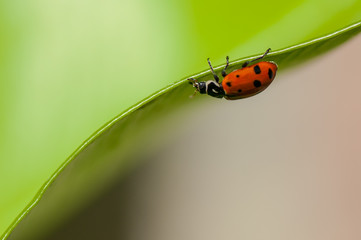 Ladybug