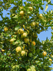 Lemon treee with many  organic  ripe fruits on a branch
