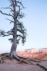 Lone pine tree at Bryce Canyon