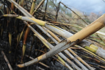 bambú quemado
