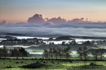 
Landscape red sky large pink clouds, misty mid ground with silhouetted trees. Cows grazing on green pastured foreground
