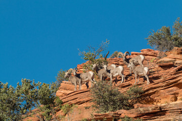 Herd of Desert Bighorn Sheep in Rut