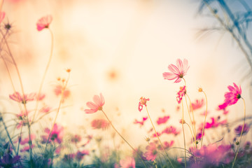 Obraz na płótnie Canvas Cosmos flowers with Blur background