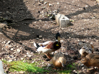 Ducks lunch / Il pranzo delle anatre