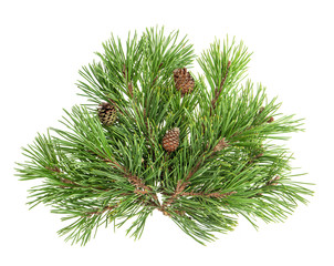 Fototapeta premium Pine tree branches with cones isolated on white