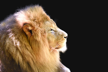 lion