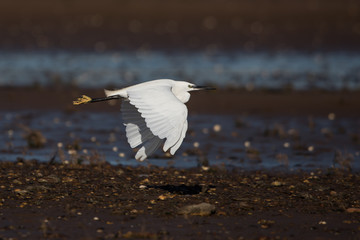 Little Egret, Egretta Garzetta