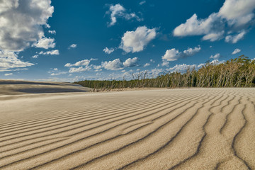 Endless Sandy Dunes of Leba in Poland - obrazy, fototapety, plakaty