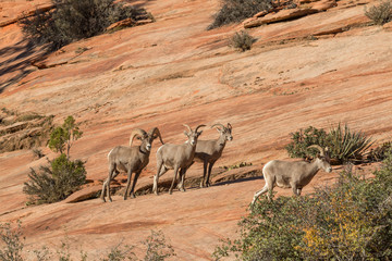 Herd of Desert Bighorn Sheep in Rut