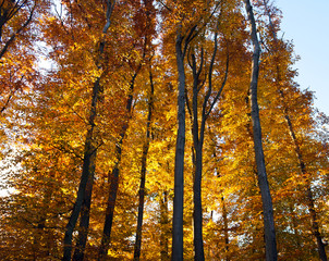 Obraz premium Autumn trees