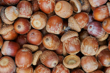 Stack of acorns. Natural autumnal background