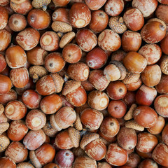 Stack of acorns. Natural autumnal background