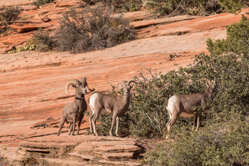 Herd of Desert Bighorn Sheep in Rut