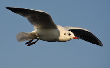 Seagull flying with open wings.