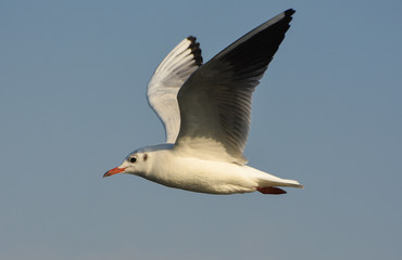 Seagull flying with open wings.