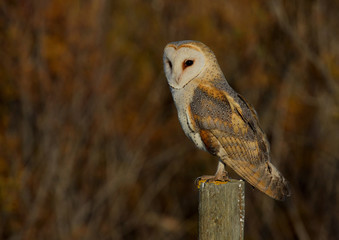 Barn Owl