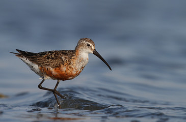 Curlew sandpiper