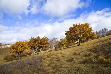 In autumn, trees on the hillside