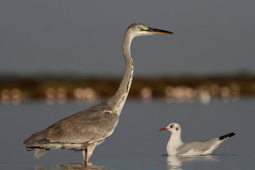 Grey heron