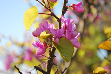 Beautiful pink flowers on a branch