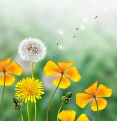 Obraz premium spring landscape with a young grass