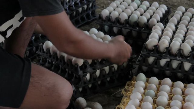 Duck eggs in farm