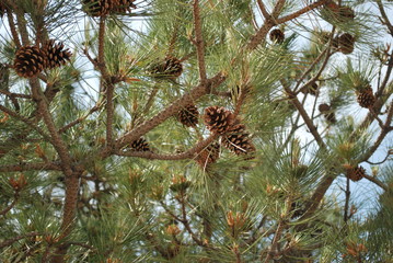 Pine branches