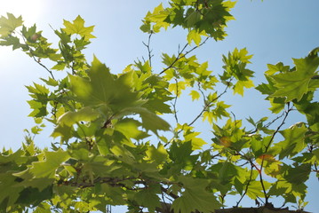  Maple leaves