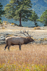 Bull Elk in Mountains