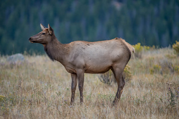 Cow Elk Head
