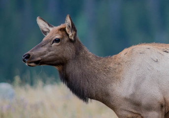 Bugling Bull Elk