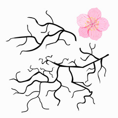 set of Japanese cherry branches.  illustration