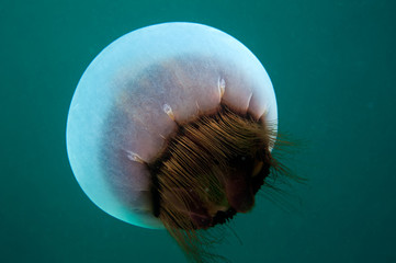 Beautiful jellyfish in the deep
