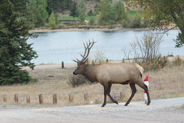 Cow Elk Head