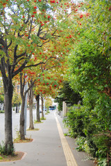 札幌のナナカマドのある小さな小道