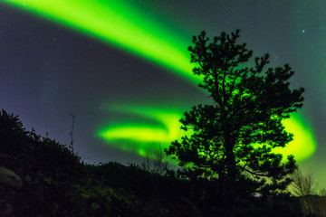 Polar landscape.Pine silhouette on the background of the Aurora Borealis night sky