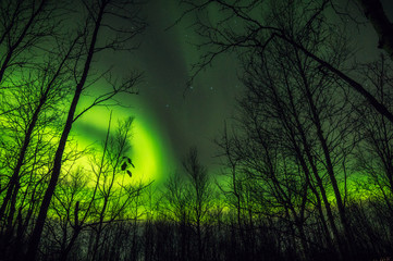 Polar lights.The mystical glow of the Northern lights over the tree tops in autumn forest