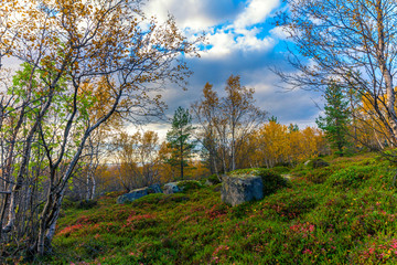 Autumn tundra.Bright and colorful Northern nature in autumn