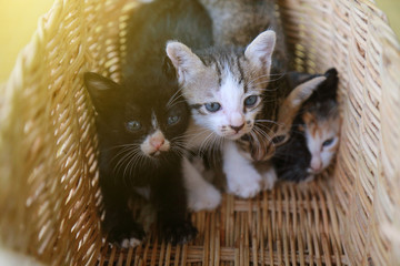 Fototapeta na wymiar Kitten on the basket close up .