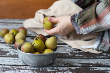 Miniature Seckel pears in a vintage pewter bowl. Female hands wiping pears with a kitchen towel. Rustic wooden table. 