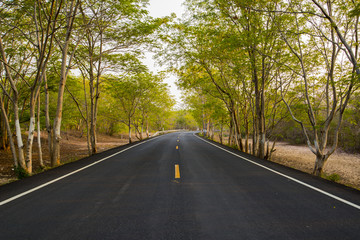 Fototapeta na wymiar curved asphalt country road in green forest