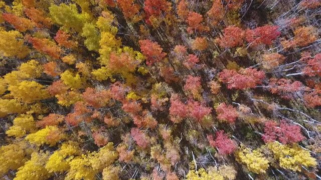 Aerial Drone Footage of Aspen Trees Fall Colors