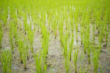 The beginning of the rice plant grow up from soil