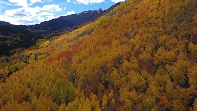 Aerial Drone Footage of Aspen Trees with Fall Colors in the Colorado Rockies