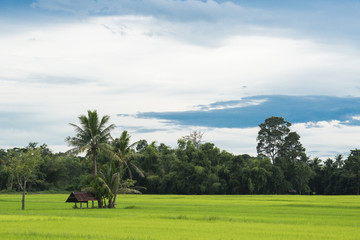 Natural Thai rice field with farmer's hut under coconut tree, look from the angle of sight