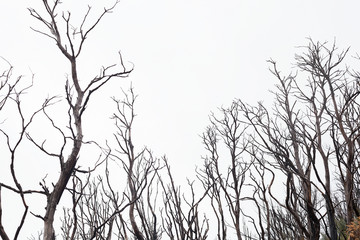 Bushfire damaged trees